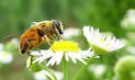 Inner Mongolia Apiaries. M&S Honey