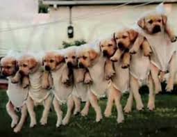 images?q=tbn:ANd9GcQRd6_xEiYVuPYPkl9DCgTHLRAj0r-WBc-rRKDPU8t7o9hwhhdJ&t=1