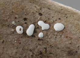 Attēlu rezultāti vaicājumam “Didymium difforme”