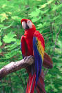 Scarlet Macaw