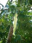 amazing tree