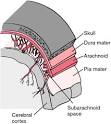 Cerebral meninges - definition of Cerebral meninges in the Medical ...