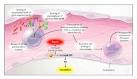 Physiology of <b>Sepsis</b>