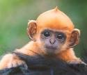 ginger people ugly