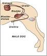 Bladder Stones In Dogs - Canine Urolithiasis
