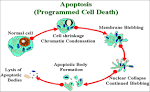 Sameer Kalghatgi: Cancer Therapy | Non-Thermal Atmospheric ...