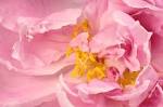 File:<b>Paeonia</b> Detail SK.jpg