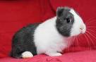 Dutch rabbit, who was born with no ears - Good Animal News