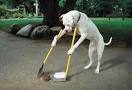 Obedience Training