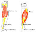 Calf - ROM & Stretching