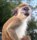  Monash scientists score breakthrough on non antibiotic bug killer