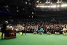 the Westminster Dog Show