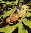 of <b>macadamia</b> farms in the