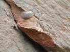 Pex Hill - Triassic Sandstone - via Daymix
