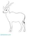 Antelope coloring page