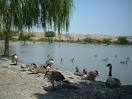 Fremont Central Park / Lake Elizabeth - Fremont, CA - Kid friendly ...
