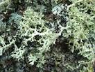 A common name for this species - via Daymix