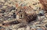 File:Ocelot.jpg - Wikipedia, the free encyclopedia