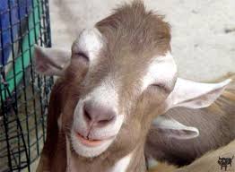 images?q=tbn:ANd9GcQT6gfQaxI6GZnT9ywBCComZbmZZ4DaUCOXpqrbXcH3nqqMu4Rk