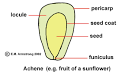 Fruit Terminology (Part 2)