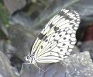 They are a good visitor attraction and were farmed in Belize. - via Daymix