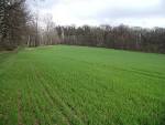 Field green pasture royalty - via Daymix