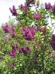 <b>Syringa</b> vulgaris