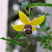 Clematis tangutica 'Golden Tiara' (Russian virgin's bower) - Fine ...