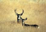 Wildlife, New Melones