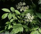 <b>Sambucus nigra</b>