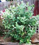 I can eat cherries and <b>feijoas</b>