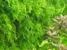 Mini / Christmas Moss Mini