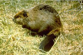 Image result for Beaver Sc