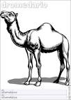 coloriage DROMADAIRE 1 .:. Coloriages Animaux du désert en espagnol
