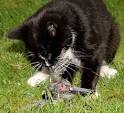 Feral Cat Predation on Birds Costs Billions of Dollars a Year ...
