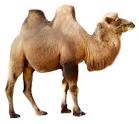 Kamel pronunciation