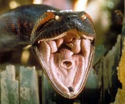 ����� ��������