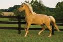 Mountain Gaited Horse, Trail Riding, Show Horses – Paradise Stables