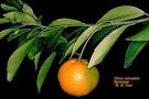 Satsuma Orange Tree 1-2 ft. $35.96