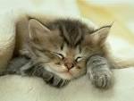 My Free Wallpapers   Nature Wallpaper   Sleeping Cat