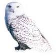 How to Draw Hedwig, Harry Potter's Snowy Owl