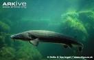 ARKive - European sea sturgeon videos, photos and facts ...
