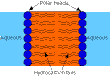 Cell Membranes