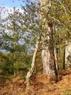 The Holly is one of Britain's few native evergreen trees, and it has adapted - via Daymix