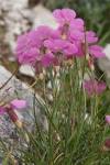 Dianthus sylvestris - via Daymix