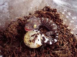 Tắc kè sống ở Tphcm - 4