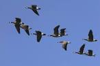 canada geese 1 | A Midewin Almanac
