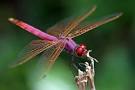 Dragonfly Medicine | Alison's Sacred Musings
