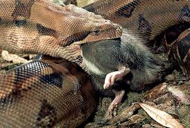 images?q=tbn:ANd9GcQVZoR4U2STDLXnggZbFPTz_8yzbtnfAXswLN73PrbAg4pqkYZZJQ