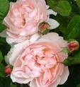 David Austin Roses